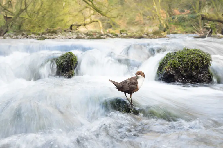 LowRes-WINNER-BWPA-2026-Dipper Dream